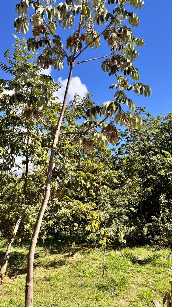 Embaúba em área restaurada com frutos, alimento para a fauna silvestre