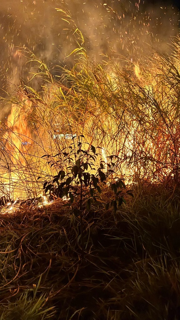 Incêndio em capim seco ameaçando muda recém-plantada