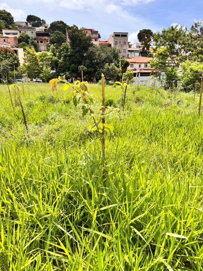 Muda plantada em área dominada por capim invasor