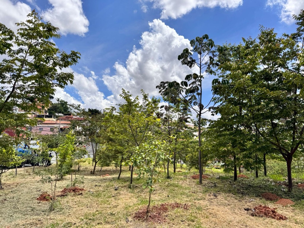 Área de restauração ecológica com mudas plantadas pelo Bora Plantar